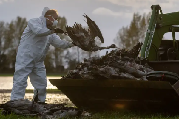 ஜேர்மனியில் பரவும் பறவைக்காய்ச்சல்: 500,000 பறவைகள் அழிப்பு | Germany 500000 Birds Culled As Flu Spreads ஜேர்மனியில் பரவும் பறவைக்காய்ச்சல்: 500,000 பறவைகள் அழிப்பு | Germany 500000 Birds Culled As Flu Spreads