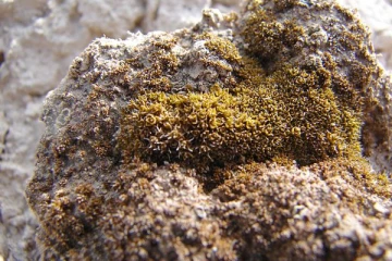 செவ்வாய் கிரகத்தில் பாலைவனப் பாசி வளர்ப்பு ; சீனா ஆராய்ச்சி குழு கண்டுபிடிப்பு