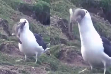 viral video: ஒரு பறவை முயலை வேட்டையாடுமா? ஆச்சரியத்தை உண்டாக்கிய வீடியோ