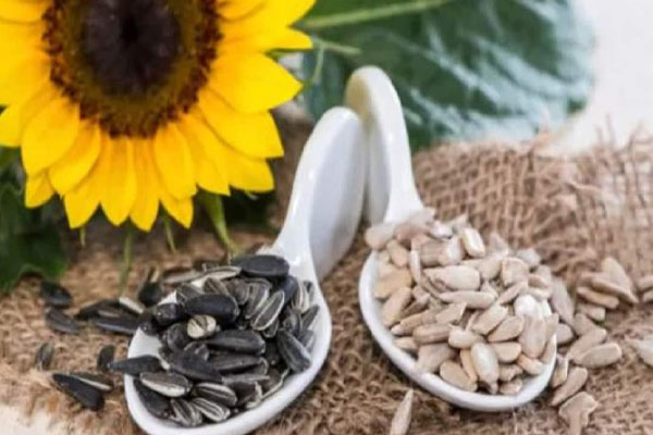 உடல் எடையை குறைக்க இந்த விதைகள் உதவுமா | Can These Seeds Help In Weight Loss