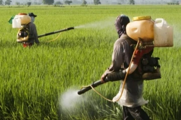 இரசாயன பசளைகள் - பூச்சிக்கொல்லிகளை சந்தையில் நிரம்பல் செய்ய அரசாங்கம் உத்தரவு