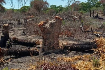 மட்டக்களப்பில் தீயிட்டு அழிக்கப்படும் காட்டு மரங்கள்!