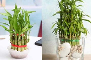 வீட்டில் செல்வ வளத்தை அதிகரிக்கும் மூங்கில் செடி