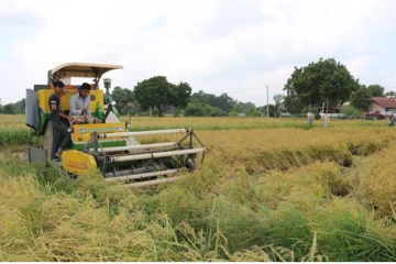சிறுபோக நெற்செய்கையில் ஏற்பட்டுள்ள பிரச்சினை: விவசாயிகள் கவலை(Photos)