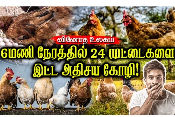 6 மணி நேரத்தில் கட கடனு 24 முட்டைகளை போட்ட அதிசய கோழி....வியக்க வைத்த காட்சி
