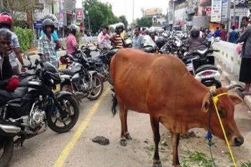 இலங்கையில் பெற்றோல் வாங்க வரிசையில் நின்ற பசு மாடு! வைரலாகும் புகைப்படம்