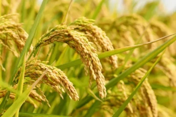 நெல்லுக்கான உத்தரவாத விலையை அறிவிக்காமையால் விவசாயிகளுக்கு அளெசகரியம்