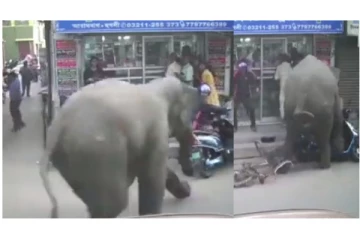 வெறியோடு தெருவில் அட்டகாசம் செய்த யானை... - அலறி ஓடிய மக்கள்... - வீடியோ வைரல்...!