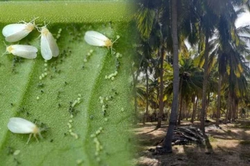 கிளிநொச்சியில் வெண் ஈ தாக்கம் அதிகரிப்பு: பல்வேறு பிரச்சினைகளை சந்திக்கும் பண்ணையாளர்கள்