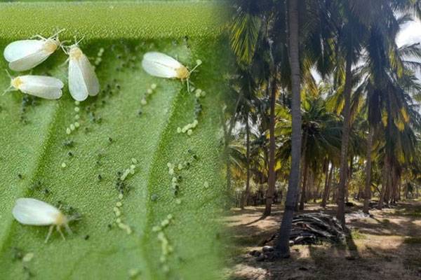 கிளிநொச்சியில் வெண் ஈ தாக்கம் அதிகரிப்பு: பல்வேறு பிரச்சினைகளை ...