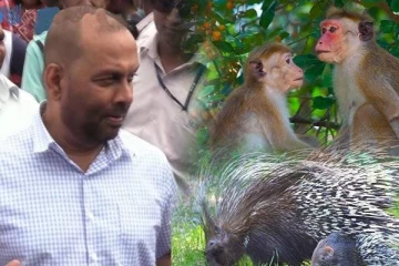 குரங்குகளுடன் மேலும் சில விலங்குகளை ஏற்றுமதி செய்ய திட்டம்!