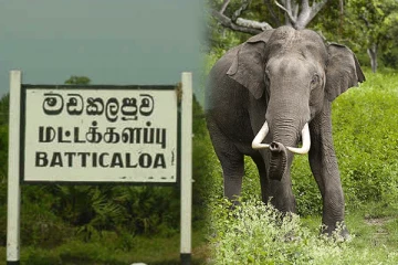 மட்டக்களப்பு மக்களால் கணேஸ் என பெயர் சூட்டப்பட்ட யானை உயிரிழப்பு