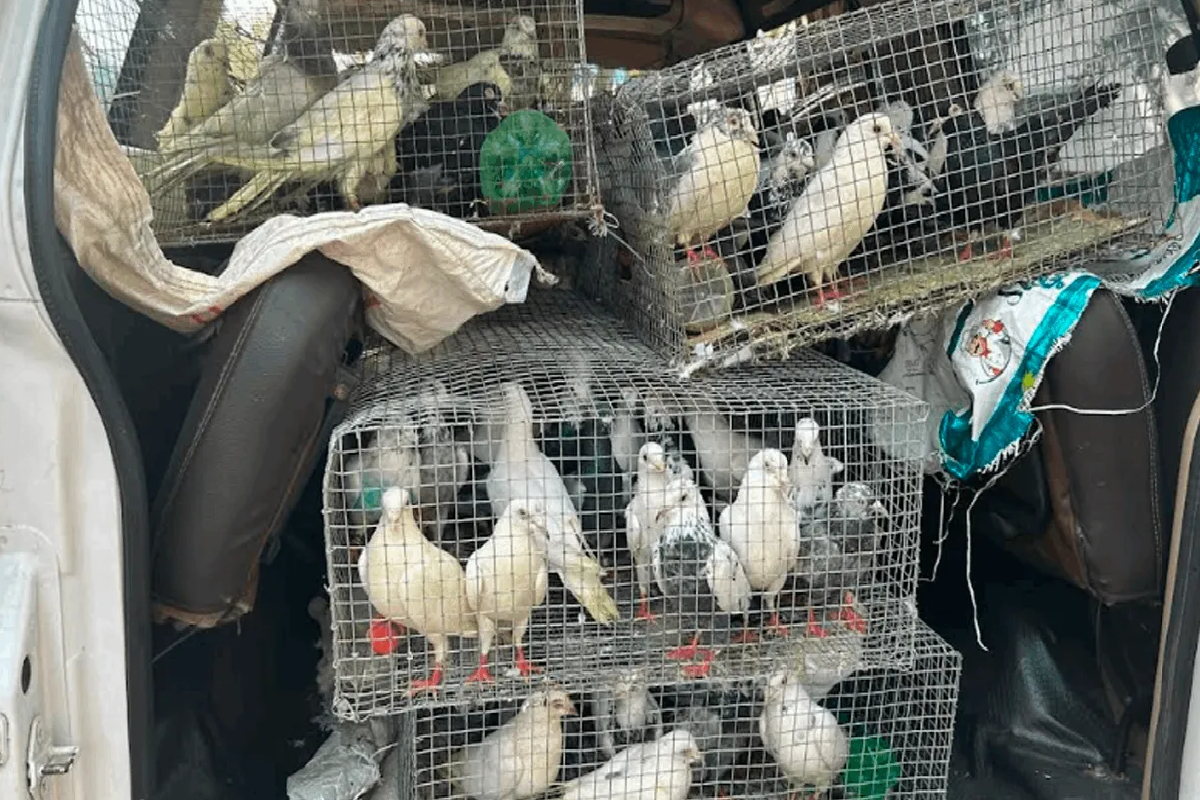 இலங்கைக்கு கடத்த முயன்ற 120 பந்தய புறாக்கள் பறிமுதல்! | 120 Racing Pigeons Seized Smuggled To Sri Lanka