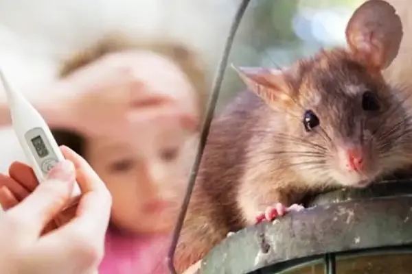 வவுனியாவில் வேகமாக பரவும் எலிக்காய்ச்சல் | Rat Fever Spreading In Vavuniya