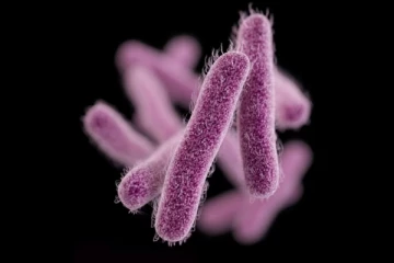 ரொறன்ரோவில் இனம் தெரியாத பாக்டீரியா தாக்கம் குறித்து எச்சரிக்கை