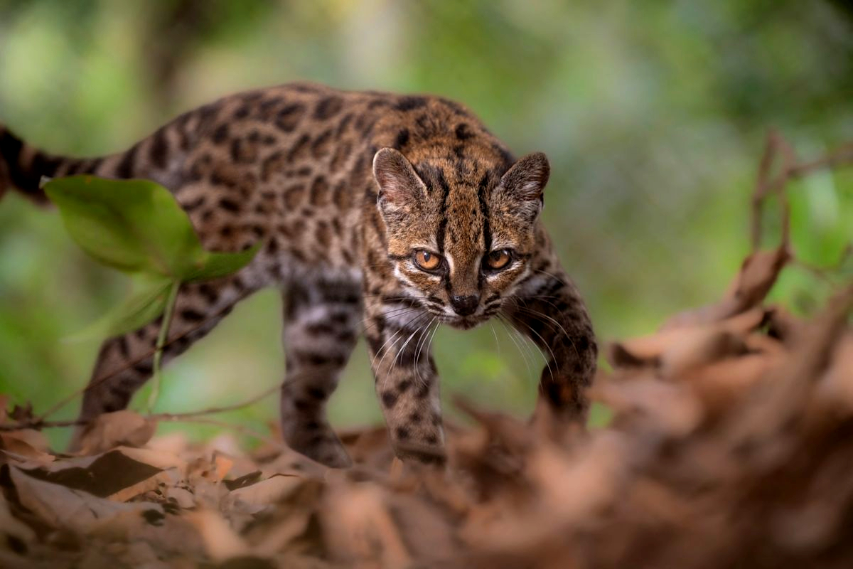New-Tiger-Cat-Species-Found-in-Bolivia