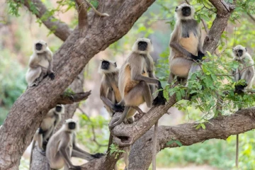 நான்கு மாதக் குழந்தையை தாயிடமிருந்து பறித்துச் சென்ற குரங்குகள்: பின்னர் நிகழ்ந்த பயங்கரம்...