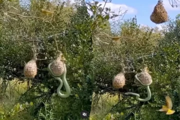 Viral Video: பறவையின் கூட்டை சுற்றிவளைத்த பாம்பு... பதற வைக்கும் வைரல் காட்சி