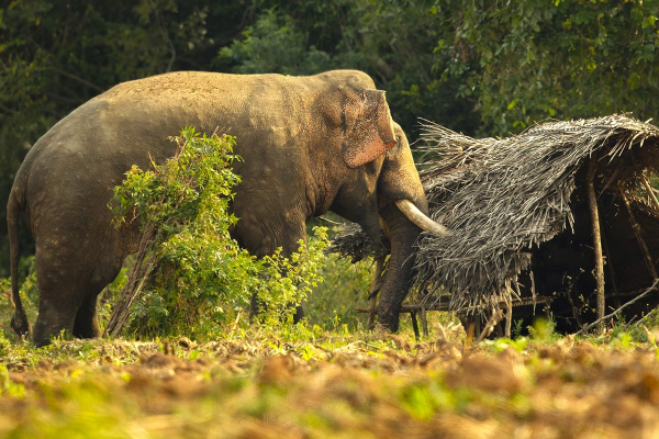 காட்டு யானை தாக்கியதில் விவசாயி உயிரிழப்பு | Farmer Killed In Wild Elephant Attack