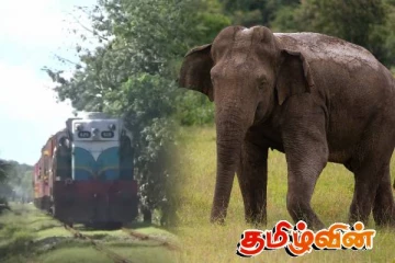 மட்டக்களப்பில் தொடருந்துடன் மோதி யானை படுகாயம்