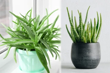 வாஸ்து: வீட்டின் இந்த இடத்தில் கற்றாழை செடியை நட்டு வைத்தால் கஷ்டம் வருமாம்!