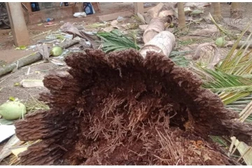 காற்றினால் யாழில் தொடரும் பாதிப்பு