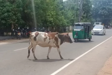 தமிழர் பகுதியில் வீதிகளை ஆக்கிரமித்த கால்நடைகள் ;களத்தில் இறங்கிய அதிகாரிகள்
