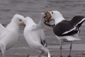 Viral Video: ஒற்றை நண்டுக்கு இப்படியொரு சண்டையா? கடைசியில் ஜெயித்தது யார்னு பாருங்க