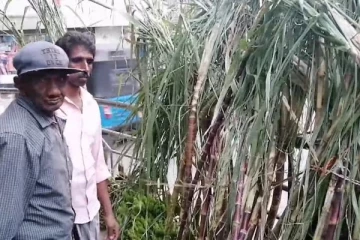 மலையகத்திலும் சூடுபிடித்த பொங்கல் வியாபாரம்! (Photos)