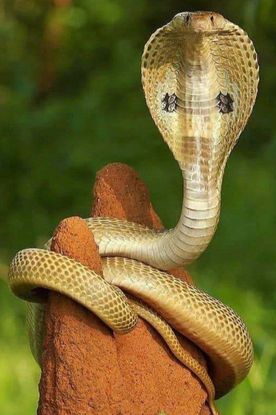 பாம்புகள் அவற்றின் தோலை உதிர்ப்பதற்கு காரணம் என்ன தெரியுமா ! | Why Do Snakes Shed Their Skin In Tamil