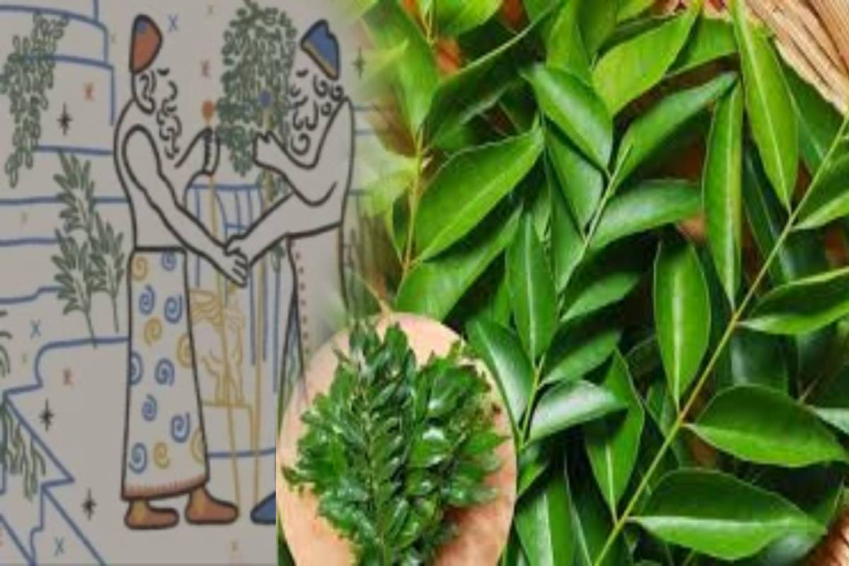 கறிவேப்பிலையை ஏன் மற்றவர்களின் கைகளில் கொடுக்க கூடாது? காரணம் இது தான்! | Why Do Not Give Curry Leaves To Others Hand கறிவேப்பிலையை ஏன் மற்றவர்களின் கைகளில் கொடுக்க கூடாது? காரணம் இது தான்! | Why Do Not Give Curry Leaves To Others Hand