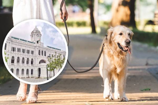 வளர்ப்பு நாய் வச்சுருக்கீங்களா? மாநகராட்சி முக்கிய எச்சரிக்கை! | Aggressive Dogs Chennai Corporation Warns