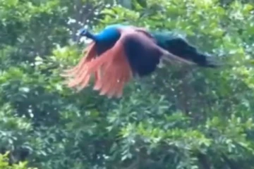 மயில் பறக்கும் அரிய காட்சி.... என்ன ஒரு அழகு!