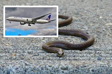 பல அடி உயரத்தில் பறந்த விமானத்தில் திடீரென தோன்றிய பாம்பு! பீதியில் உறைந்த பயணிகள்