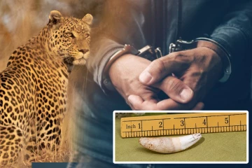 சிறுத்தையின் பல்லை விற்க முயன்றவர் கைது