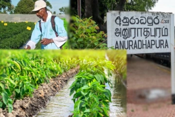 அரை ஏக்கர் நிலத்தினால் லட்சக்கணக்கில் இலாபம் ஈட்டும் இலங்கை விவசாயி!