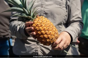 இந்த அன்னாசியின் விலை 1 லட்ச ரூபாயாம்! அப்படியென்ன சிறப்பு?