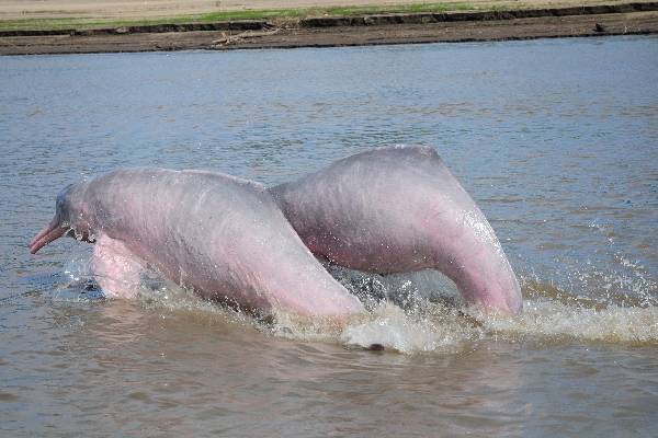 இந்த டால்பின் இளஞ்சிவப்பு நிறத்தில் இருப்பது ஏன்னு தெரியுமா? | Why Are Dolphins Turning Pink