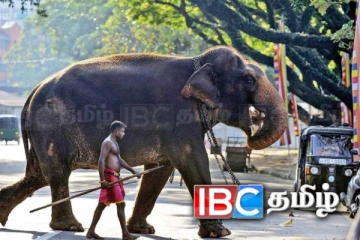 இலங்கைக்கு வழங்கிய யானைகளை திரும்பப் பெறும் தாய்லாந்து அரசாங்கம்