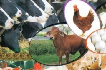 கால்நடைகளிடம் பரவி வரும் நோய்! வடமேல் மாகாணத்தில் விதிக்கப்பட்டுள்ள தடை