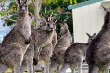காலை உடைத்த  கங்காரு; நடொன்றில் பொல்லுகளுடன் நடமாடும்  மக்கள்