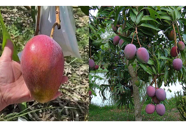 ஒரு கிலோ மாம்பழம் ரூ.2.70 லட்சமா? 2 மரத்தை பாதுகாக்க 4 காவலாளி மற்றும் 6 நாய்கள் | Expensive Mango Miyazaki Sun Eggs