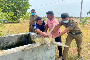 மன்னாரில் வீடொன்றிலிருந்து உயிருடன் கடல் ஆமை மீட்பு - ஒருவர் கைது