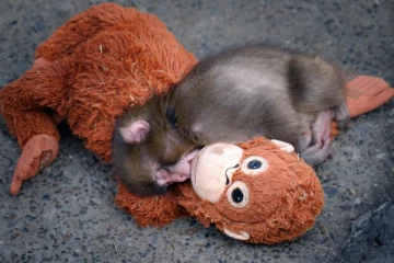 ஜப்பானில் பொம்மையைத் தாயாகக் கருதிய குரங்குக்குட்டி ; இணையத்தை உருக்கிய காட்சி