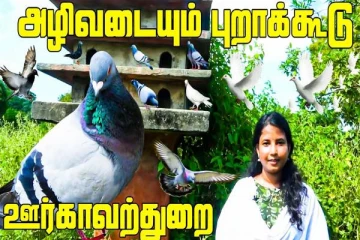 ஊர்காவற்துறையில் மக்கள் கவனத்தை ஈர்த்த வரலாற்று சான்று- முழு விவரங்கள் இதோ