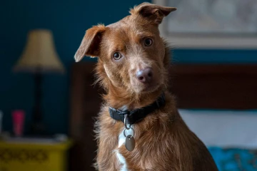 கருணை கொலைதான் முடிவு; குணப்படுத்த வாய்ப்பில்லை - நாயில் இருந்து மனிதர்களுக்கு பரவும் நோய்!