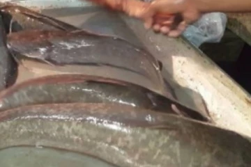 இந்த மீன்களை சாப்பிட்டால் உயிரை பறிக்கும் கொடிய புற்றுநோய் அபாயம் ஏற்படுமாம்! மக்களே உஷார்