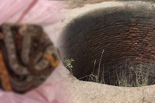 முரண்பாடு காரணமாக குடிநீர் கிணற்றுக்கு ஏற்பட்ட நிலை - கவலையில் மக்கள் | Snake Inside A Well