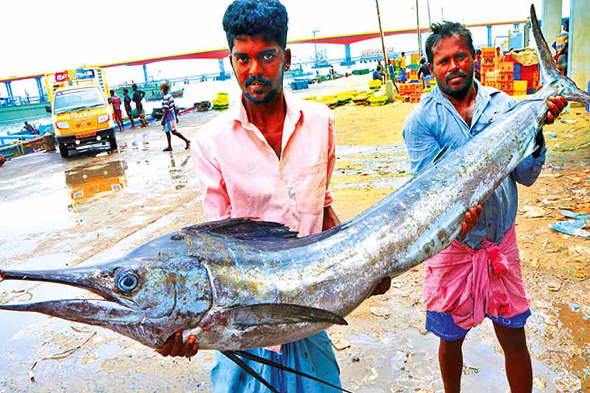 மீனவர்களின் வலையில் மாட்டிக்கொண்ட மயில் மீன்! எடை 50 கிலோ | 50 Kg Fish In Tamilnadu மீனவர்களின் வலையில் மாட்டிக்கொண்ட மயில் மீன்! எடை 50 கிலோ | 50 Kg Fish In Tamilnadu