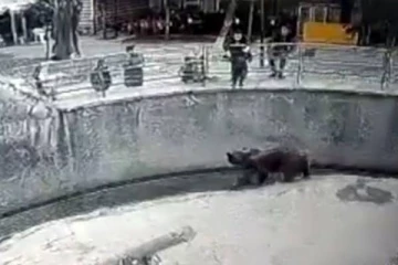 கரடியிடம் குழந்தையை வீசிய தாய்..வனவிலங்கு பூங்காவில் இடம்பெற்ற சம்பவம்